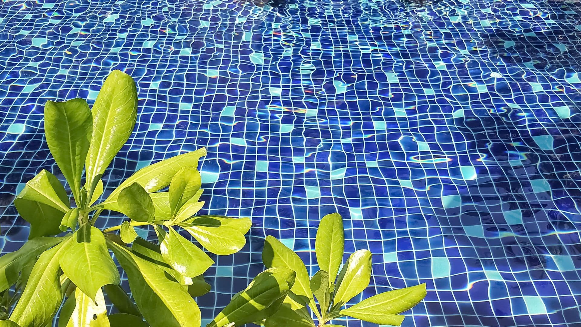 Clear pool water with blue mosaic tiles shines under the sun. Green leaves in the foreground add a fresh contrast, evoking a serene, tropical vibe.
