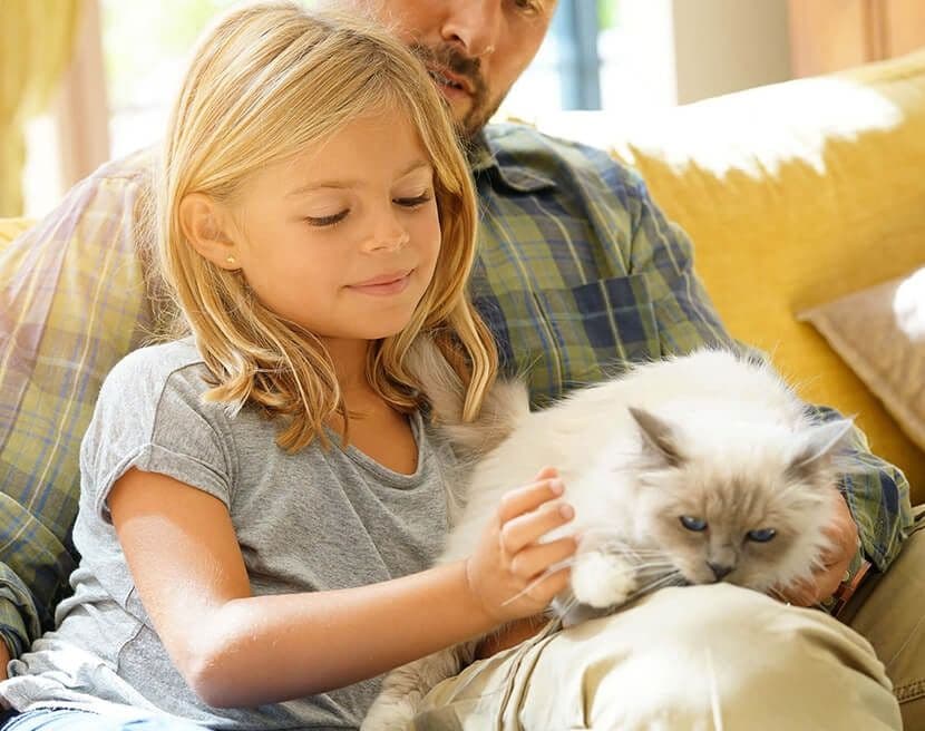 A young girl sits on a man's lap, gently petting a fluffy white cat. The scene is warm and cozy, with yellow cushions in the background.